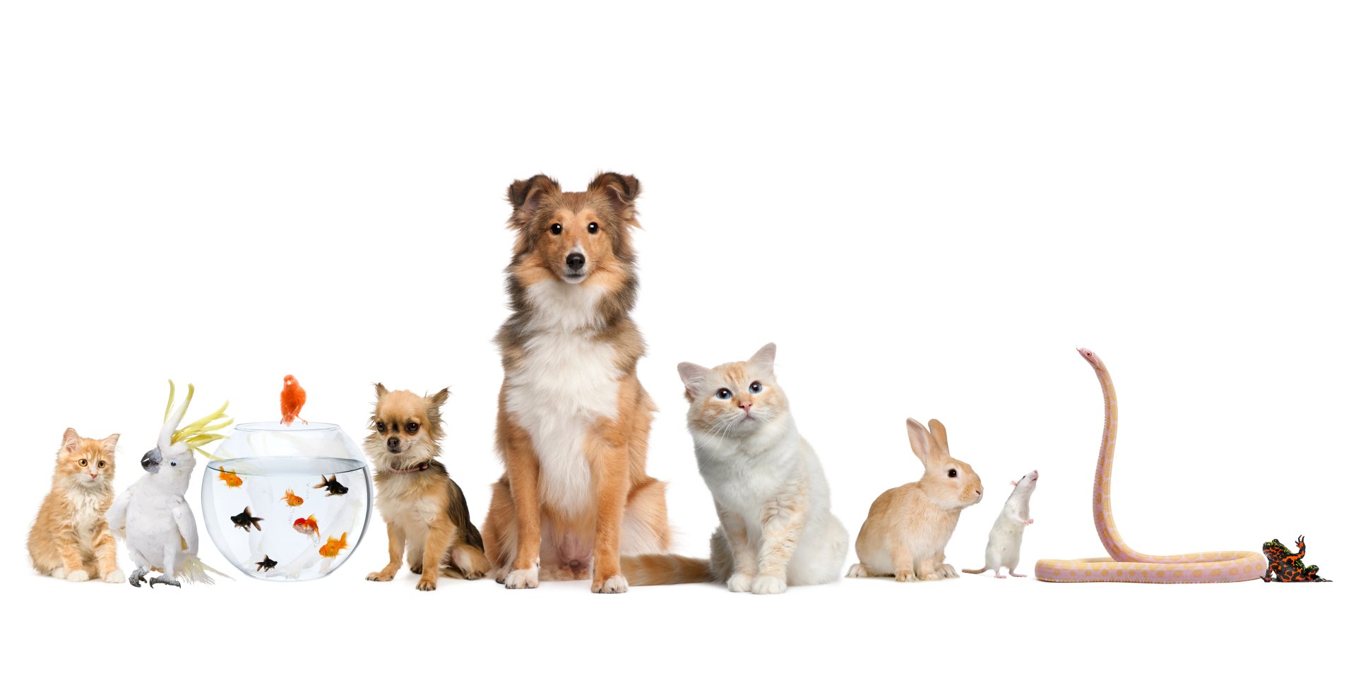 Pets in the community