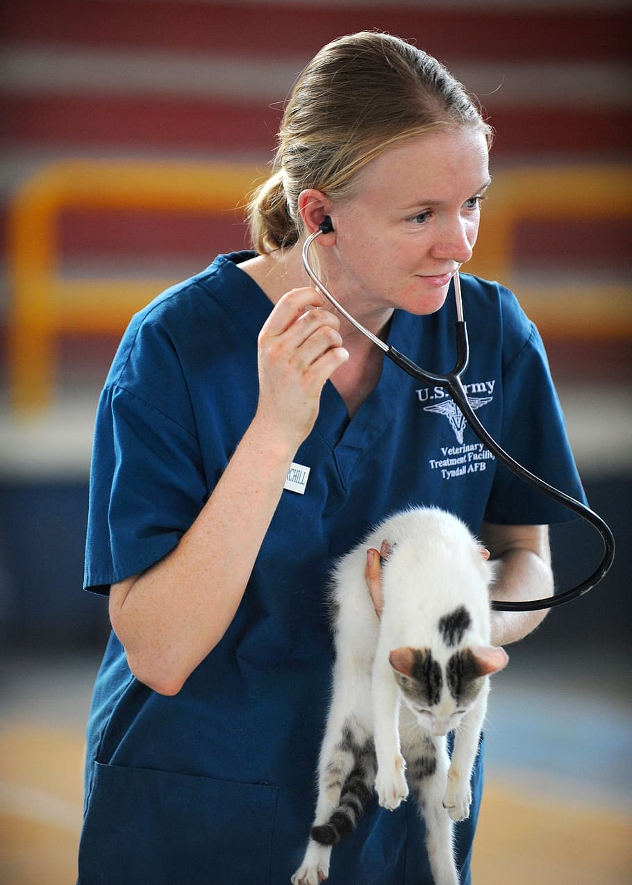 Pet care with a veterinarian