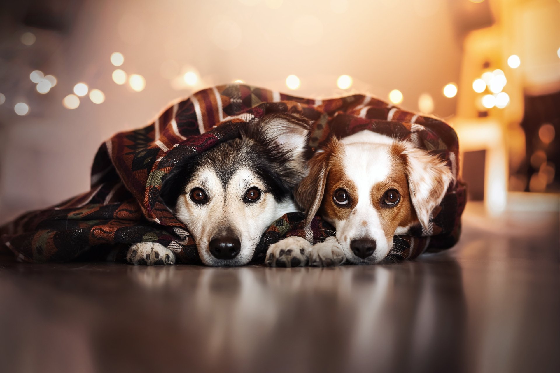 Happy dog and cat